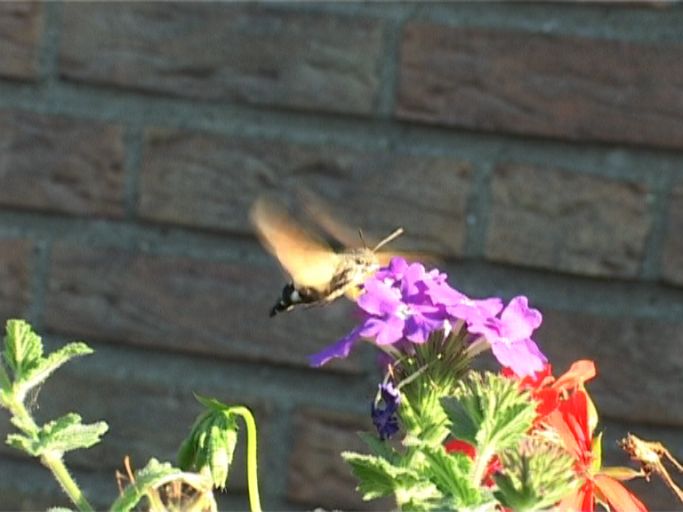 Taubenschwänzchen ( Macroglossum stellatarum ) : Moers, in unserem Garten, 05.09.2005